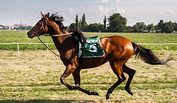 Can’t get unlucky on horse racing